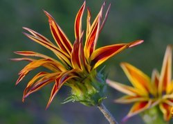 Kwitnąca, Gazania