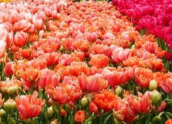 Pole, Kolorowe, Rozkwitające, Tulipany