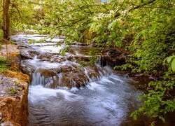 Kwitnące krzewy nad rzeką