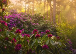 Kwitnące krzewy różanecznika w oświetlonym słońcem lesie