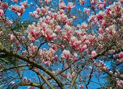 Kwitnące kwiaty magnolii na tle wiosennego nieba
