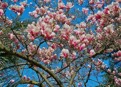 Kwitnące kwiaty magnolii na tle wiosennego nieba