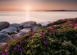 Kwitnące kwiaty obok kamieni na brzegu morza