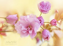 Kwitnące kwiaty wiśni japońskiej na gałązce