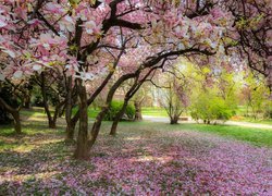 Park, Kwitnąca, Magnolia