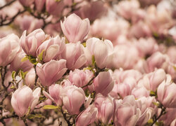 Wiosna, Kwiaty, Magnolie