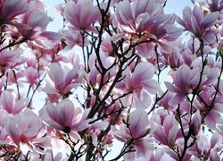 Kwitnące magnolie