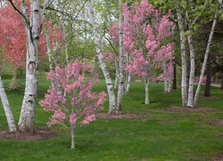 Kwitnące na różowo drzewa w wiosennym parku