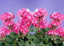 Kwitnące pelargonie