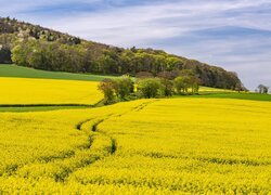 Kwitnące pola rzepakowe