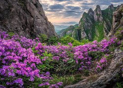 Góry, Jujaksan, Skały, Kwiaty, Azalia, Chmury, Korea Południowa