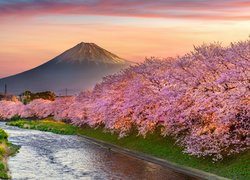 Kwitnące różowe drzewa na tle góry Fudżi