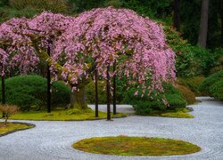 Kwitnące różowe drzewa w ogrodzie japońskim
