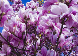 Kwitnące różowe magnolie