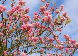 Kwitnące różowe magnolie