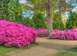 Park, Rododendrony, Drzewa, Krzewy, Alejka