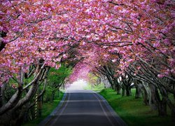 Kwitnące różowymi kwiatami drzewa przy drodze