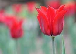 Kwiaty, Tulipany, Rozmyte tło