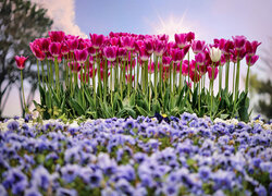 Kwitnące tulipany w słońcu