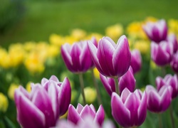 Kwitnące tulipany