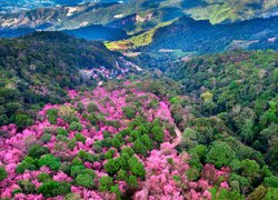 Z lotu ptaka, Góry Phu Chi Fa, Park Narodowy Phu Chi Fa Forest, Drzewa, Wiśnie, Chiang Rai, Tajlandia