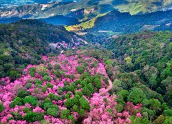 Z lotu ptaka, Góry Phu Chi Fa, Park Narodowy Phu Chi Fa Forest, Drzewa, Wiśnie, Chiang Rai, Tajlandia