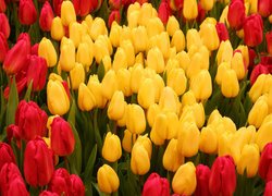 Kwiaty, Czerwone, Żółte, Tulipany