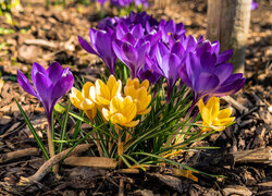 Kwiaty, Krokusy, Fioletowe, Żółte, Wiosna