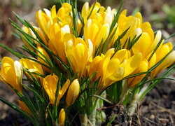 Kwiaty, Krokusy, Żółte, Wiosna