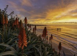 Kwitnący aloes i molo na wybrzeżu San Diego o wschodzie słońca