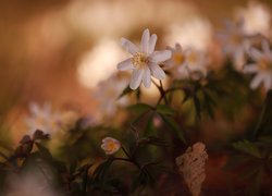 Kwitnący biały zawilec gajowy