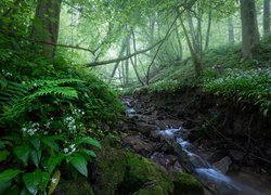 Las, Drzewa, Strumień, Kwiaty, Czosnek niedźwiedzi, Gałęzie, Kamienie, Mgła, Wiosna