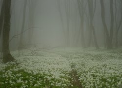 Kwitnący czosnek niedźwiedzi w mglistym lesie