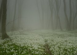 Kwitnący czosnek niedźwiedzi w mglistym lesie