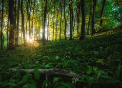 Kwitnący czosnek niedźwiedzi w zielonym lesie