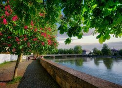 Kwitnący kasztanowiec przy rzece Lech w Landsbergu