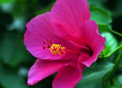 Kwitnący kwiat różowego hibiskusa