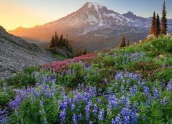 Kwitnący łubin na tle stratowulkanu Mount Rainier w amerykańskim stanie Waszyngton