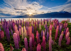 Kwitnący łubin nad brzegiem jeziora Pukaki w promieniach słońca zachodzącego za góry