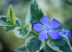 Kwitnący niebieski barwinek