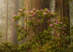Kwitnący różanecznik w Parku Narodowym Redwood