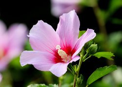 Różowy, Kwitnący, Hibiskus