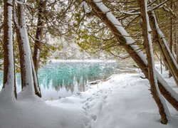 Ślady w śniegu pod drzewami nad rzeką w Palms Book State Park w Michigan