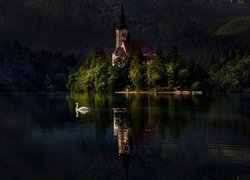 Słowenia, Jezioro Bled, Wyspa Blejski Otok, Kościół Zwiastowania Marii Panny, Wieczór, Łabędź
