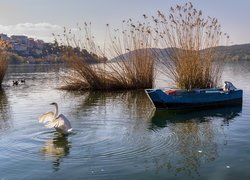 Łabędź na jeziorze obok łódki przy szuwarach