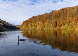 Jesień, Rzeka Ren, Łabędź, Las, Drzewa, Freienstein Teufen, Szwajcaria