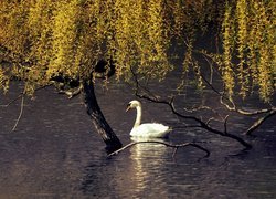 Łabędź na stawie pod drzewem