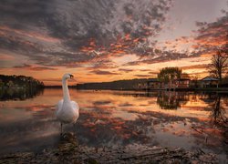 Łabędź nad jeziorem o zachodzie słońca