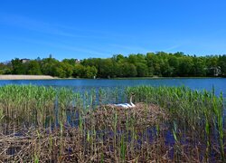 Łabędź w gnieździe wśród szuwar na jeziorze