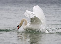 Łabędź z rozpostartymi skrzydłami na wodzie